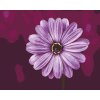 Paint by Number - Gerebera in Purple Colour