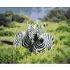 Paint by Number - Safari Zebras