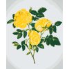 Paint by Number - Wild Yellow Roses