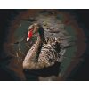 Paint by Number - Black Swan
