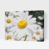 Paint by Number - Daisies 