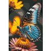 Malování podle čísel - Motýl na květině
