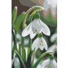 M11_Painting_by_Numbers_-_Snowdrop_flower