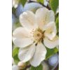 M11_Diamond_Paintings_-_Apple_blossom