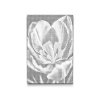 M2_Dotting_Points_-_Tulip_flower