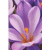 M11_Diamond_Paintings_-_Crocus_flower