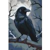 M11_Painting_by_Numbers_-_Raven_on_a_branch