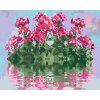 Paint by Number - Geranium on Watter