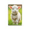 M2_Diamond_Paintings_-_Spring_lamb