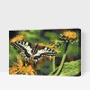 Paint by Number - Butterfly on a Dandelion