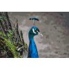 Paint by Number - Majestic Peacock
