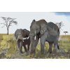 Paint by Number - Elephant Cub with Mother
