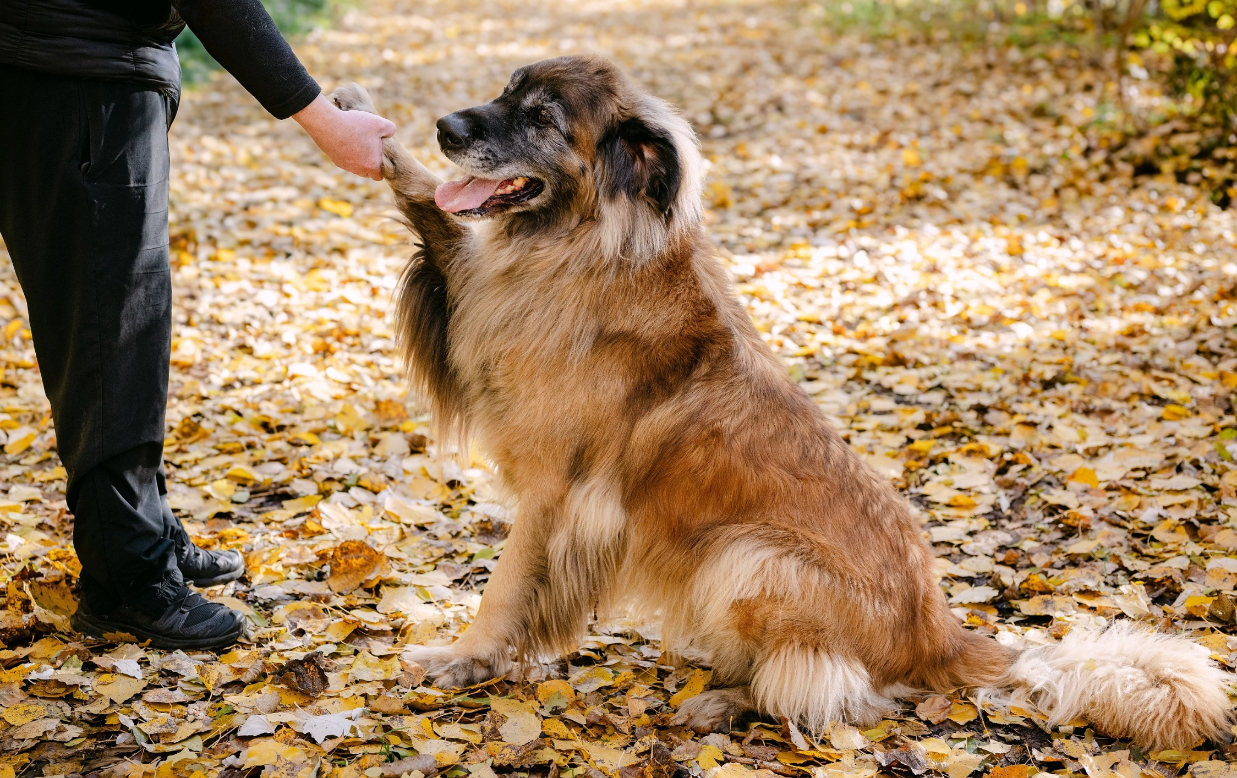 Jak odměňovat svého psa