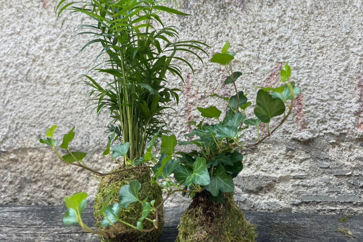 co je kokedama – rostlina v mechové kouli