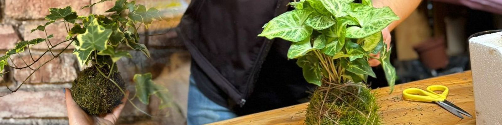 kokedama workshop – výroba kokedamy