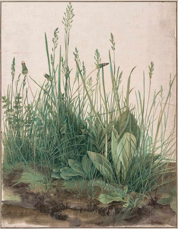 Velký kus drnu od Albrechta Dürera, 1503 – akvarel trsu trávy, pampelišek a jitrocele zobrazený ze žabí perspektivy