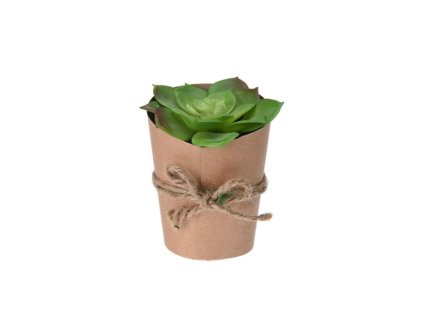 13480 sukulent v natur kvetinacku varianta c