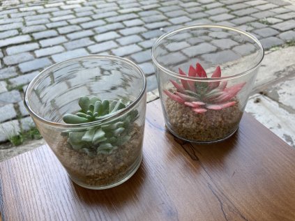 sukulent umělohmotný kochlík