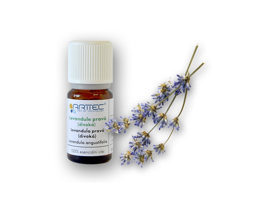 Levandule pravá (divoká) de Provence (Lavandula angustifolia)