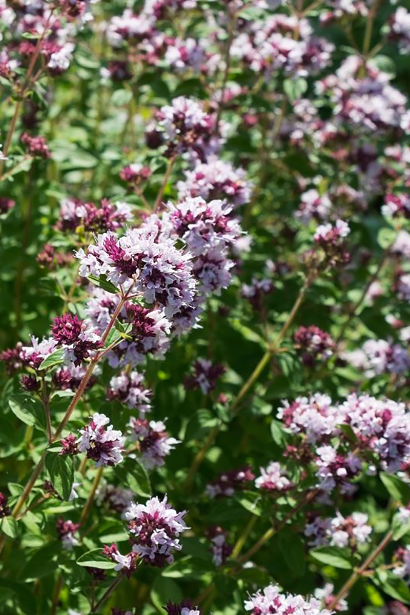 ARTTEC přírodní vonný olej Dobromysl - Oregáno bio 10 ml (NAT00016)