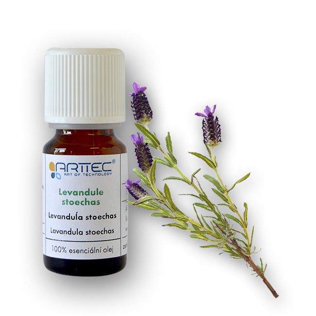 ARTTEC Levandule stoechas (Lavandula stoechas)