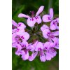 Pelargonie Rosat10