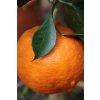 Petitgrain mandarine11