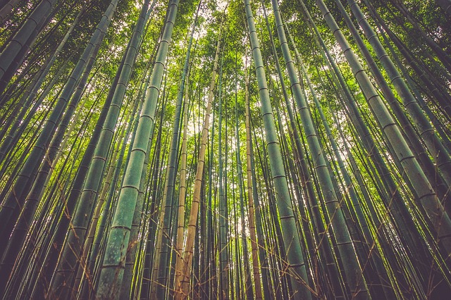 Zajímavá fakta o bambusu