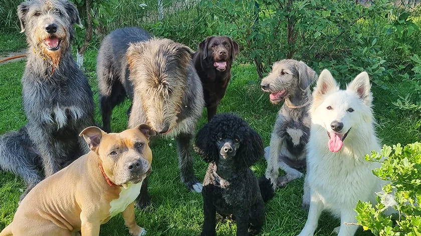 Asan - Hotel pre psov: Kvalitné ubytovanie pre psov pod Tatrami