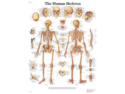Výuková anatomie - kostra