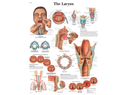 Výuková anatomie - krk