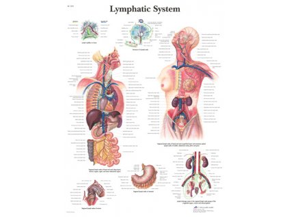 Výuková anatomie - lymfatický systém