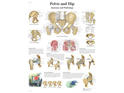 Výuková anatomie - pánev