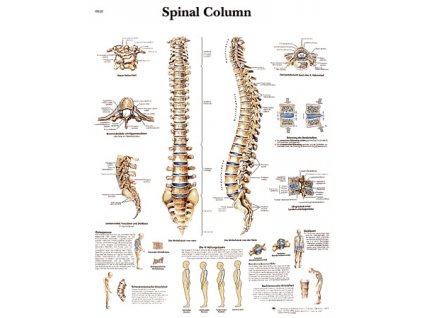 Výuková anatomie - páteř