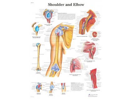 Výuková anatomie - rameno