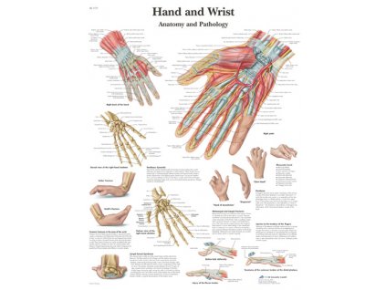 Výuková anatomie - ruka