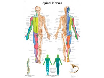 Výuková anatomie - spinální nervy