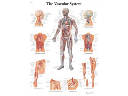 Výuková anatomie - vasculární systém