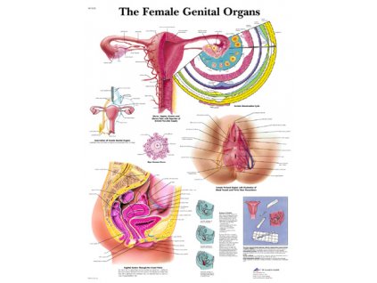 Výuková anatomie - ženské orgány