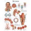 Výuková anatomie - krk