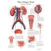 Výuková anatomie - močové ústrojí