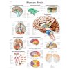 Výuková anatomie - mozek