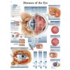Výuková anatomie - oko
