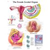 Výuková anatomie - ženské orgány