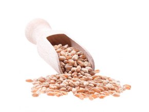 Pšenice ozimá Bio Premium quality 25kg