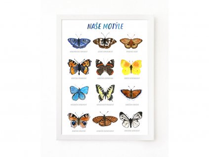 PLAKAT MOTYLE SK web