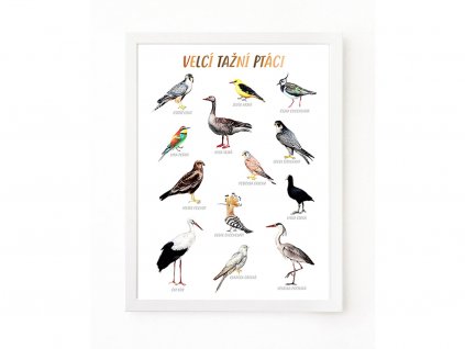 PLAKAT VELCI TAZNI PTACI web