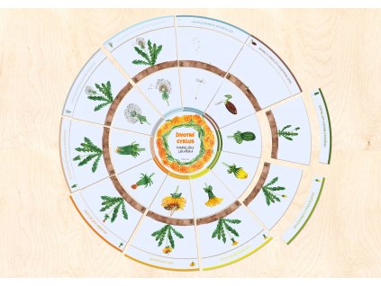 pampeliska puzzle kruh