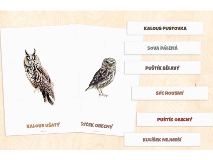 sovy demo karty kolaz 02