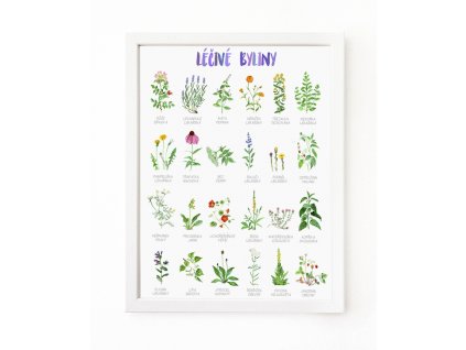 Lecive Byliny Obrazky (Popis Výskyt, doporučení výrobce, doporučení výrobce nebo, dorůstá výšky, horké vody) Lecive Byliny Obrazky